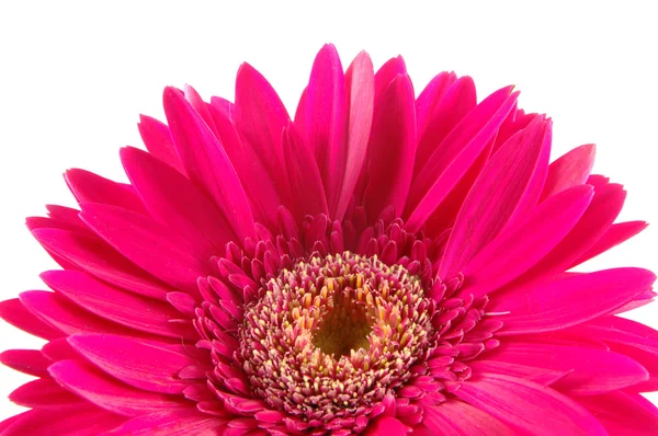 Close up of pink gerber daisy — Stock Photo, Image