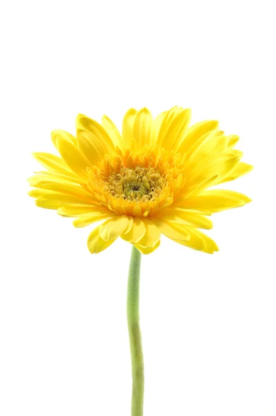 黄色非洲雏菊 — 图库照片