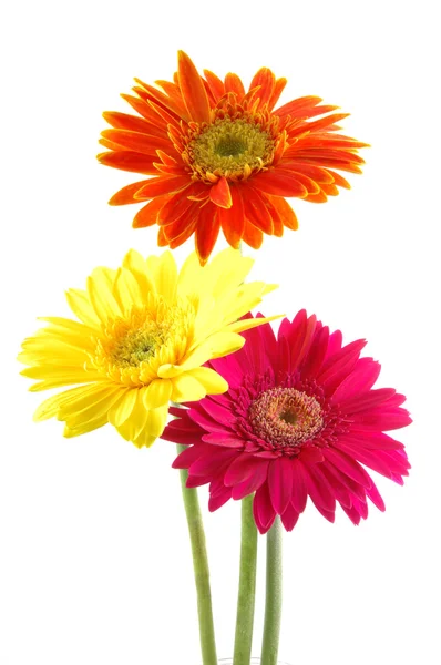 Renkli gerber daisies — Stok fotoğraf