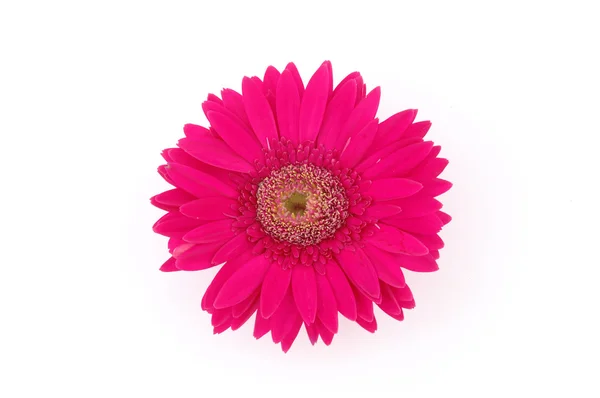Close up of pink gerber daisy — Stock Photo, Image