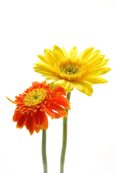Sarı ve turuncu gerber daisies izole beyaz — Stok fotoğraf