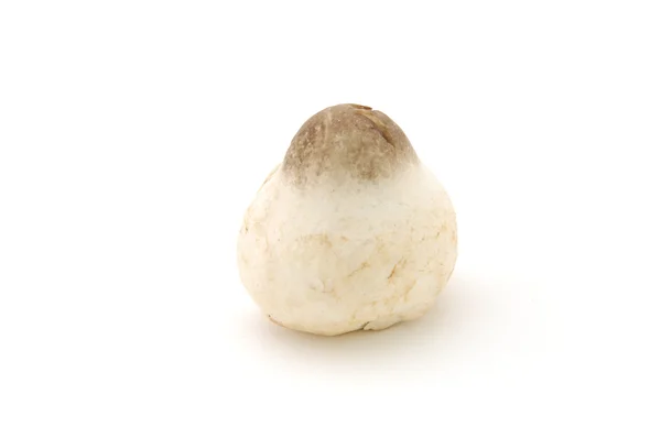Соломи грибів — стокове фото