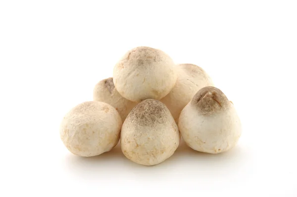 Соломенные грибы — стоковое фото