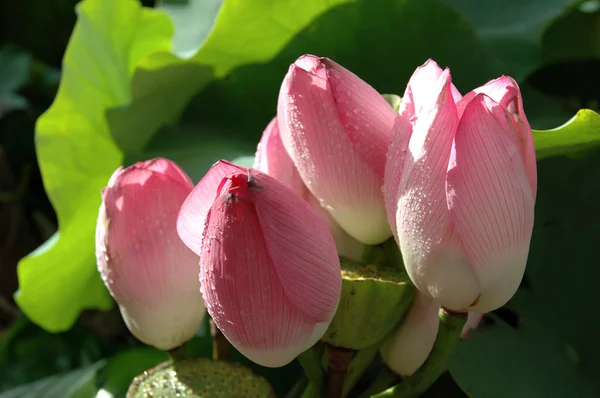 Vier roze waterlelies — Stockfoto