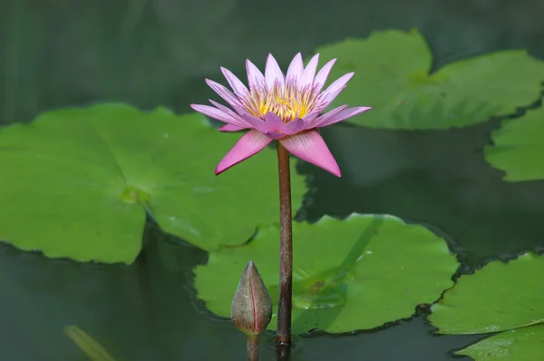 Lila lotus i dammen — Stockfoto