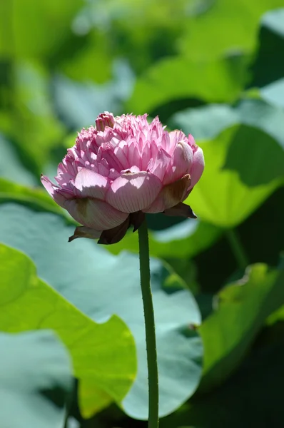 Roze duizend bloemblaadjes water lily — Stockfoto