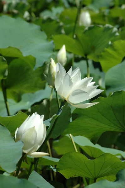 White water liles in de vijver — Stockfoto