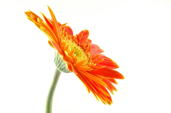 stock image Orange gerber daisy