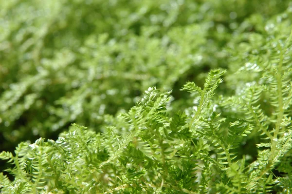 Крошечные зеленые листья с низким содержанием дофамина — стоковое фото