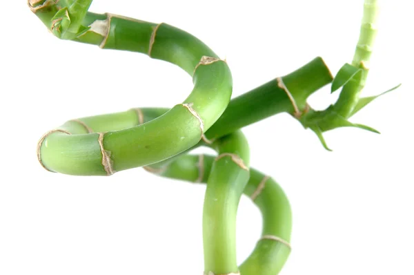 Lucky bamboo spiraling stems — Stock Photo, Image