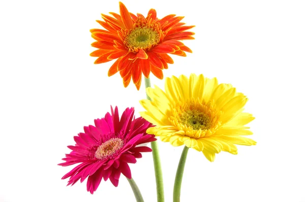 Colorful gerber daisies Royalty Free Stock Images