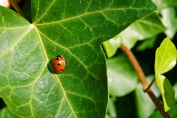 stock image Ladybug