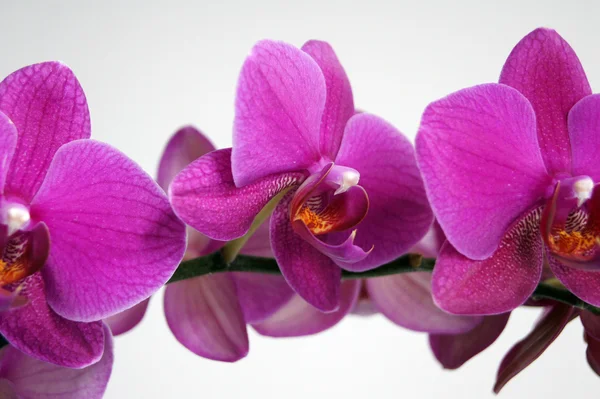 핑크 orchi 로열티 프리 스톡 이미지