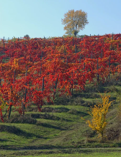 가을 포도 나무 마당 — 스톡 사진