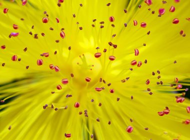 Hypericum (St. Johns Wort) clipart