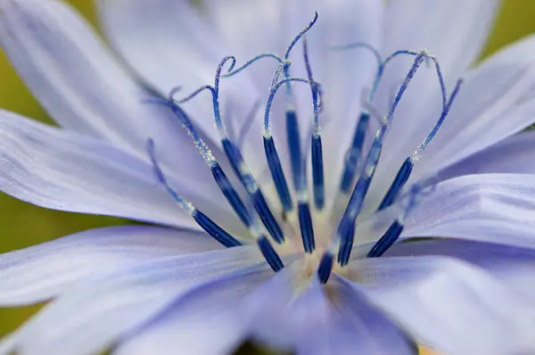 Синий цветок крупный план — стоковое фото