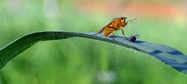 Fly attacks a smaller fly — Stock Photo, Image