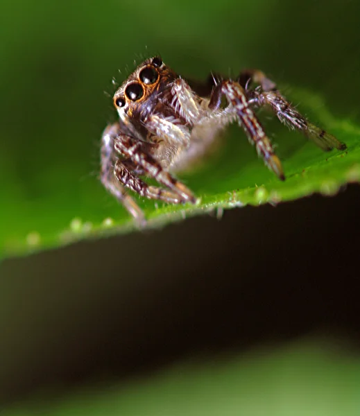Αράχνη σε φύλλο — Φωτογραφία Αρχείου