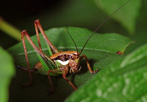 Katydid (Tettigoniidae) — Fotografia de Stock