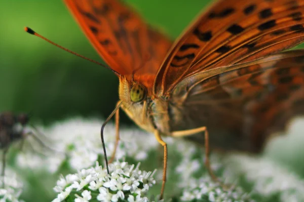 Uma borboleta perto — Fotografia de Stock