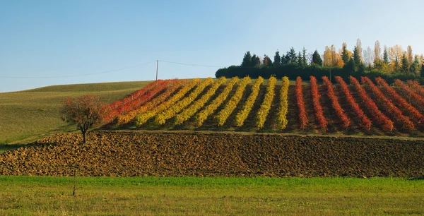 Vine yard in autumn — Stock Photo, Image