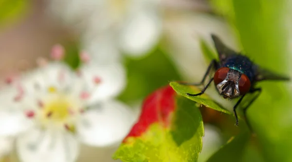 Fly on a leaf of apple — Stock Photo, Image