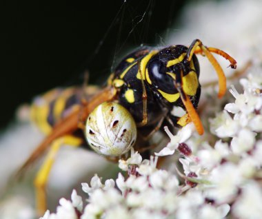 Spider bir eşekarısı öldürdü