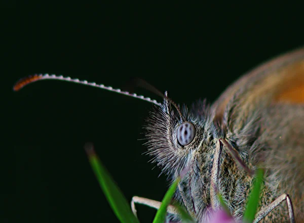 The eye of a butterfly (brown_Satyrinae) — Stock Photo, Image