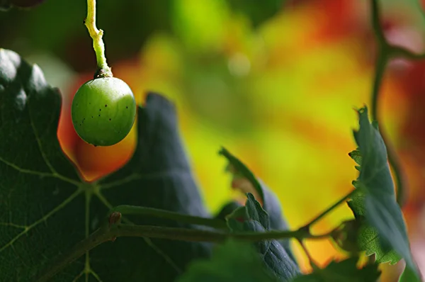 stock image A grape with a colorful background