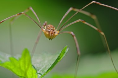 Harvestman