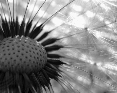 Dandelion clipart