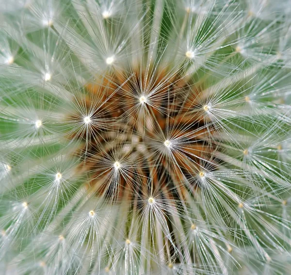 stock image Dandelion