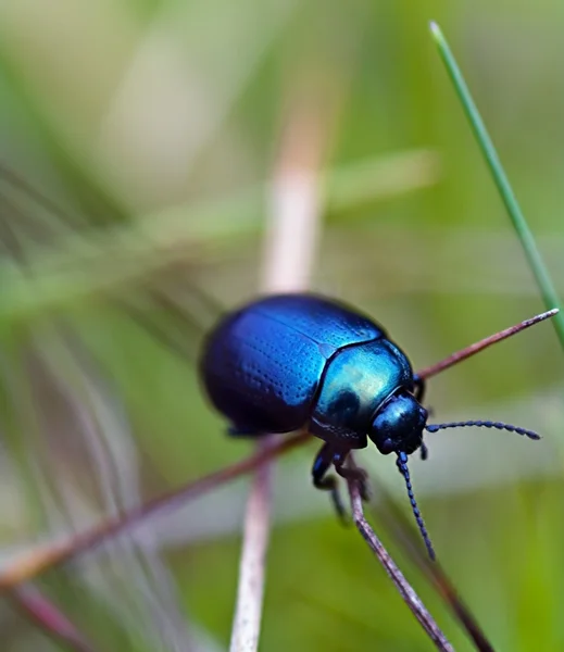 蓝色甲虫 — 图库照片