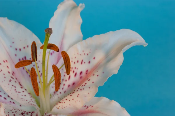 Ένα ενιαίο λευκό lilly — Φωτογραφία Αρχείου