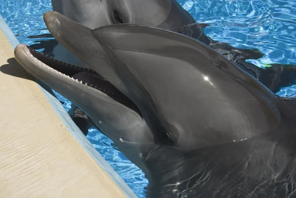 Golfinhos — 스톡 사진