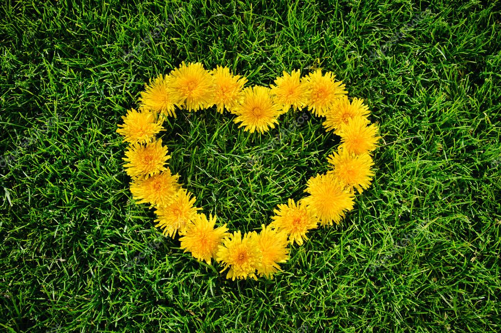 depositphotos_5997564-stock-photo-dandelion-heart-on-a-grass.jpg