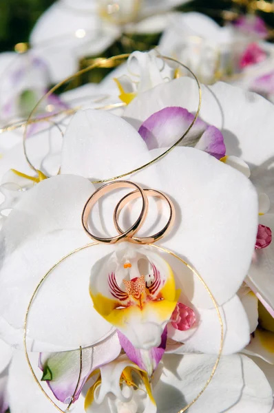 Orchidée et anneaux de mariage — Photo