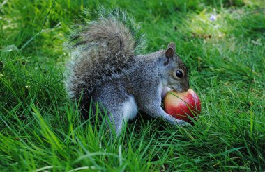 Squirrel with an apple clipart