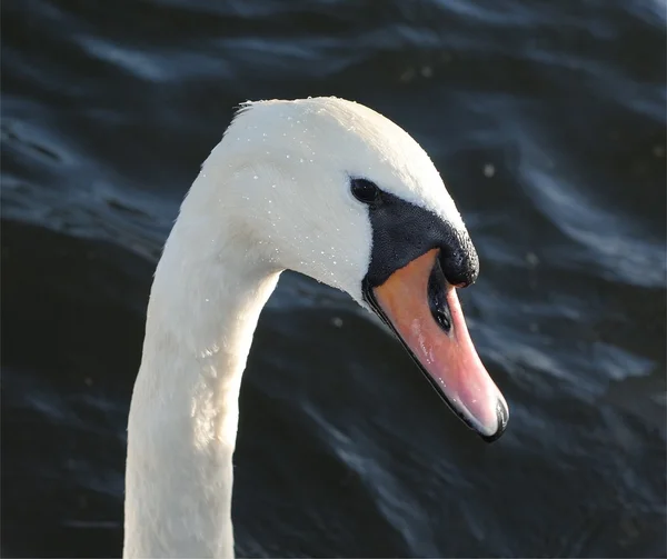 Swan portret — Zdjęcie stockowe