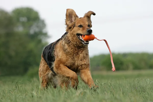Fröhlicher Hund mit Spielzeug — Stok fotoğraf