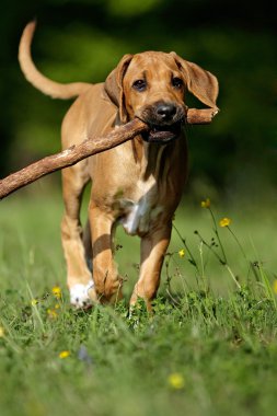 Rhodesian Ridgeback Welpe clipart