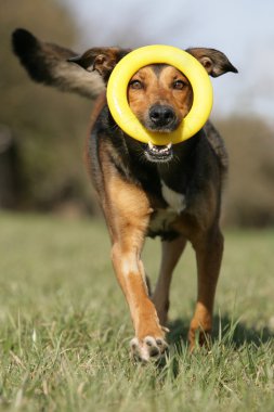 Mischlingshund mit Spielzeug