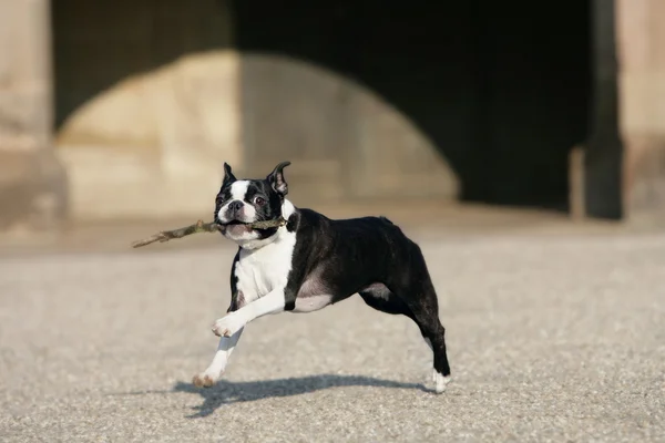 Rennender Boston Terrier — Stock Photo, Image