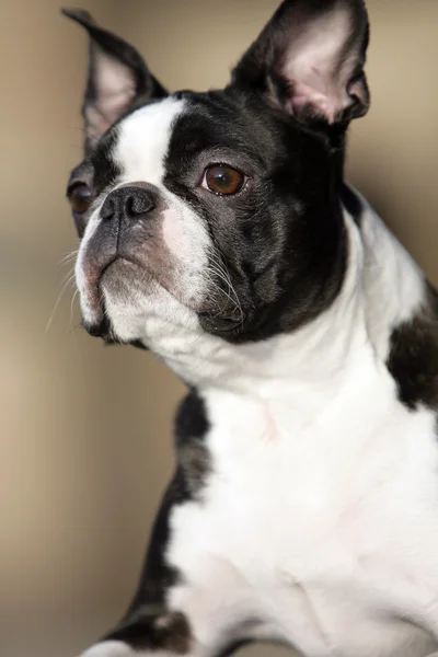 Boston terrier — Stockfoto