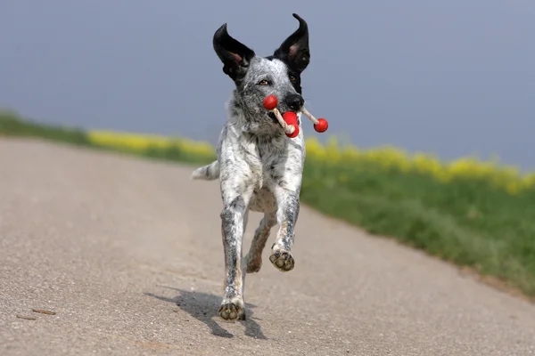 Mischlingshund mit Spielzeug — стокове фото