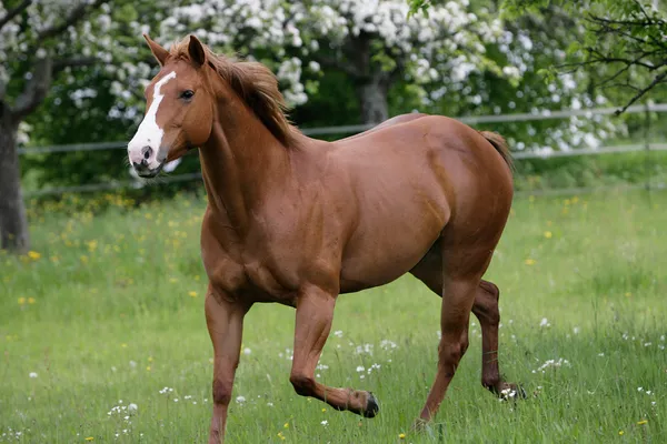 American Quarterhorse Royaltyfria Stockbilder