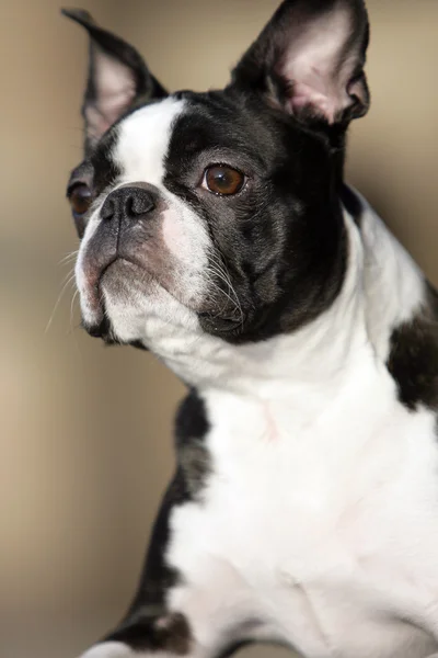 Boston Terrier Stockbild