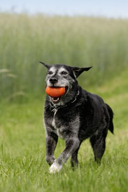 Hundesenior mit Spielzeug clipart