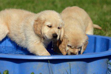 Golden Retriever Welpen