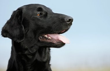 Flat coated Retriever clipart